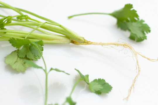 香菜