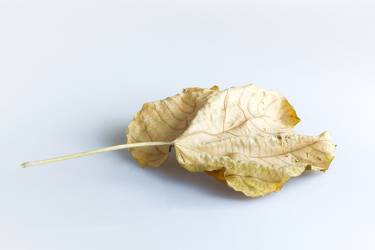 樹(shù)葉