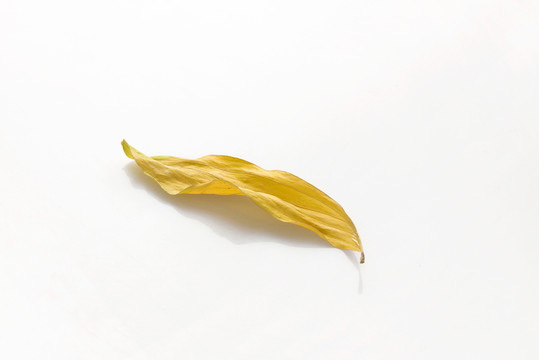 樹葉