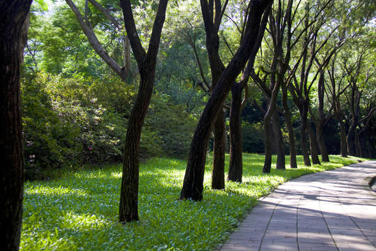 公園風(fēng)景