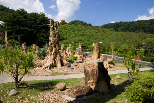 化石森林