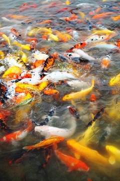 紅包鯉魚