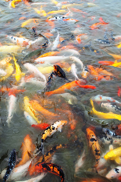 紅鯉魚