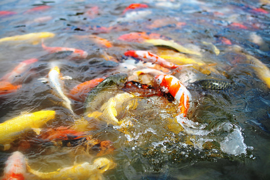 紅鯉魚圖片