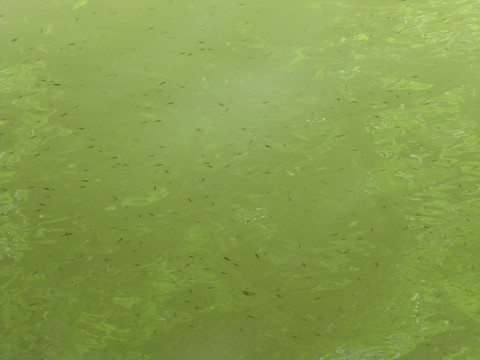 魚翔淺底