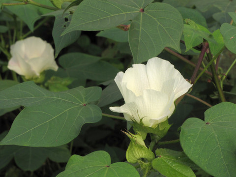 棉花開(kāi)花