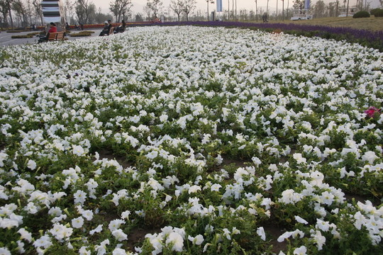 鮮花廣場