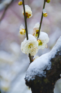 迎春雪梅