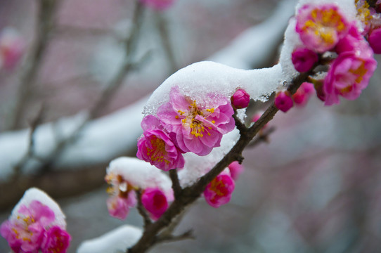 迎春雪梅