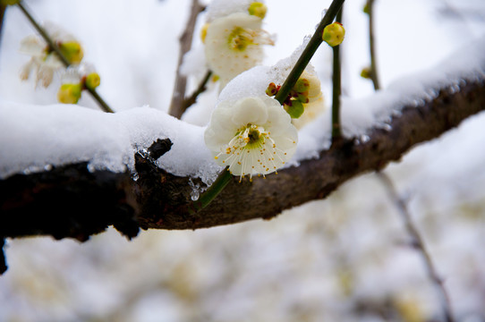 迎春雪梅