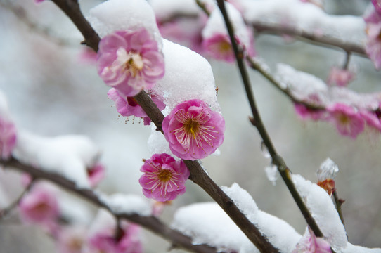 迎春雪梅