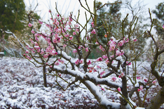 迎春雪梅