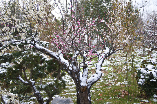 迎春雪梅