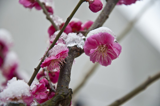 迎春雪梅