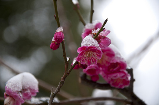 迎春雪梅