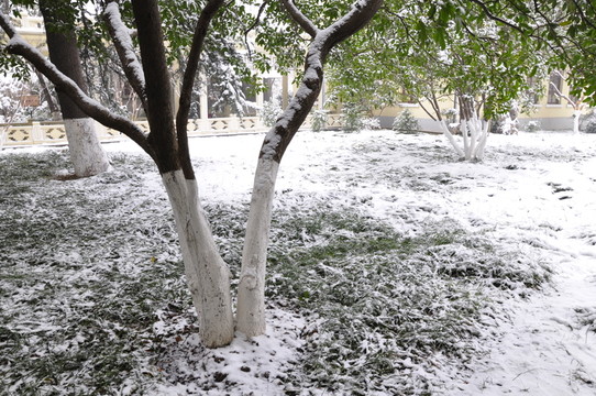 總統(tǒng)府雪景