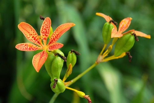 園林花卉素材