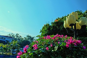 園林綠化