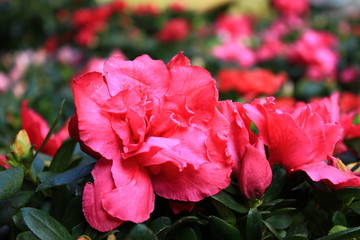 紅茶花