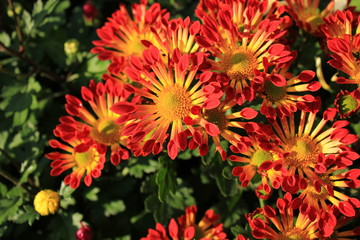 花卉