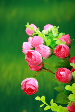 小紅花