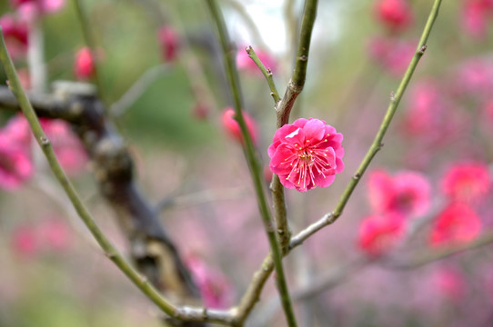 2011年南京梅花山梅花