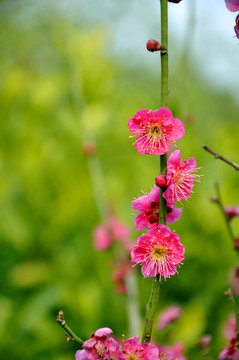 2011年南京梅花山梅花