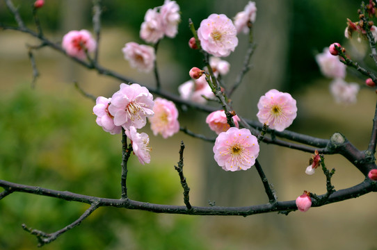 梅花