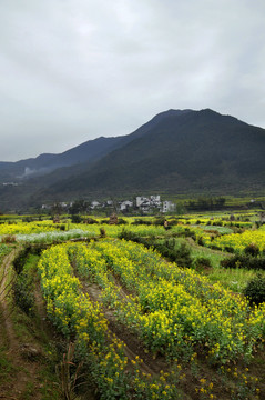 婺源油菜花