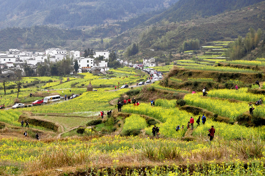 江陵油菜花