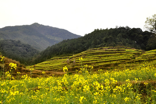 江陵油菜花