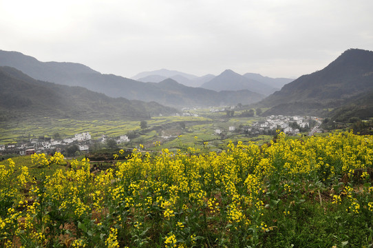 江陵油菜花