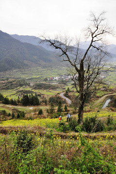 江陵油菜花