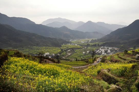 江陵油菜花