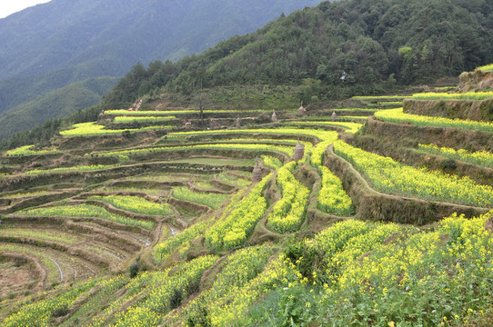 江陵油菜花
