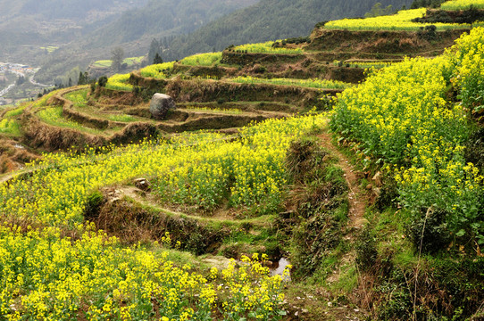 江陵油菜花