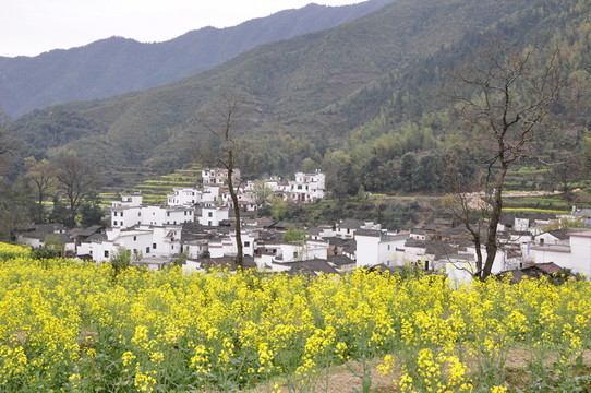 江陵油菜花