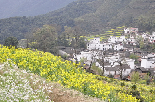 江陵油菜花