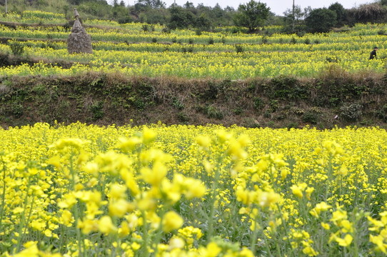 婺源油菜花