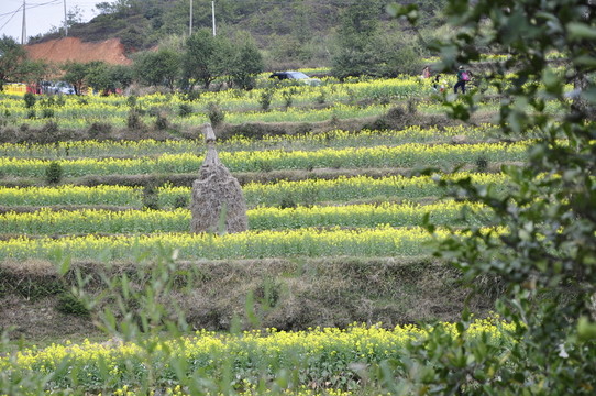 婺源油菜花