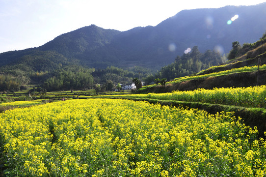 慶源油菜花