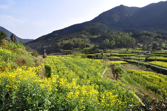 慶源油菜花