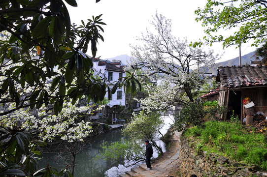 河邊梨花