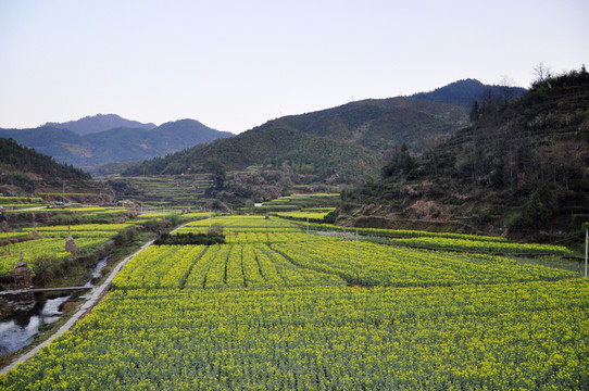 慶源油菜花