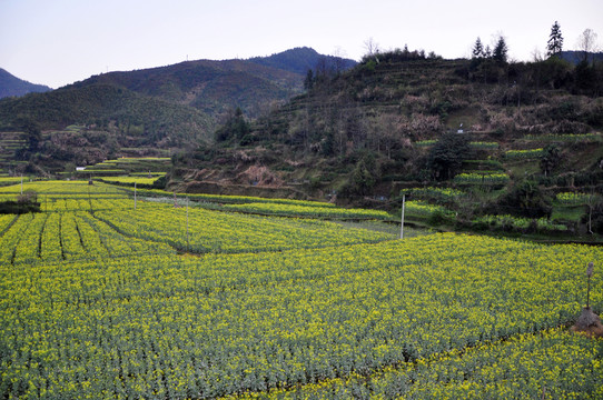 慶源油菜花