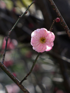 報春的花