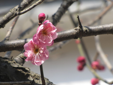 報春的花