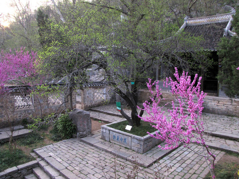 瑯琊山古梅亭 歐陽修手植梅