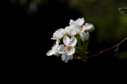 梨花