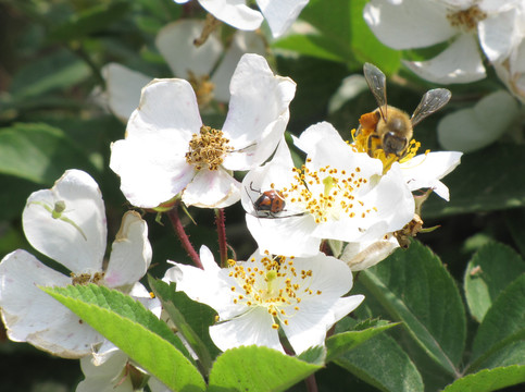 蜜蜂与白花绿叶
